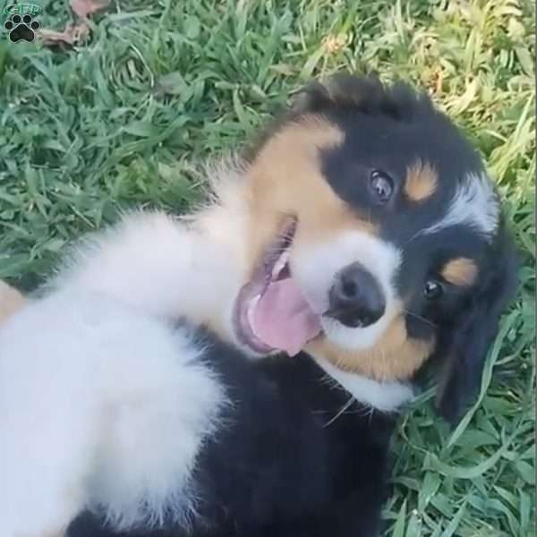Ruby, Australian Shepherd Puppy